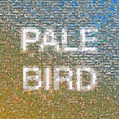Year of The Bird