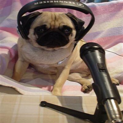 DawgCast