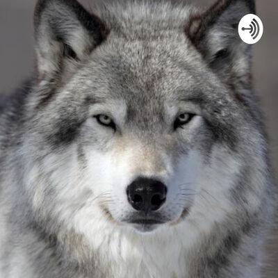 Q & A With Graywolf