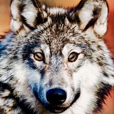 Wolfsheep Podcast