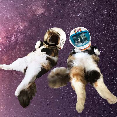 The Catladies Who Read Podcast