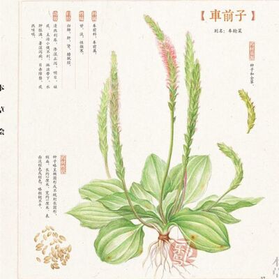 听故事，懂中药
