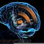 Brain Feed