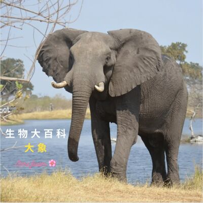 生物大百科：大象🐘鼻子可以摘花？為什麼這麼靈活呢？大象近視？