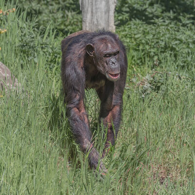La arqueología primate, una disciplina para conocer a nuestros parientes más cercanos