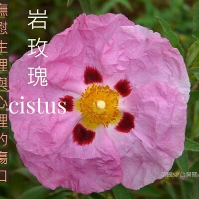 讓精油說故事-岩玫瑰Cistus