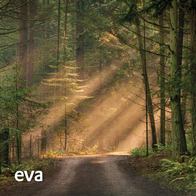 Meditatie in het bos