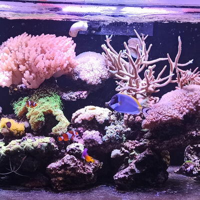 SA/EP148: Un aquarium connecté avec Jeedom