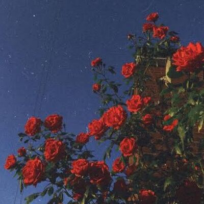 Tentang aku sebelum kamu terlalu jauh jatuh pada ku. 