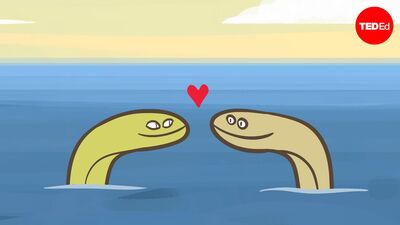 No one can figure out how eels have sex | Lucy Cooke
