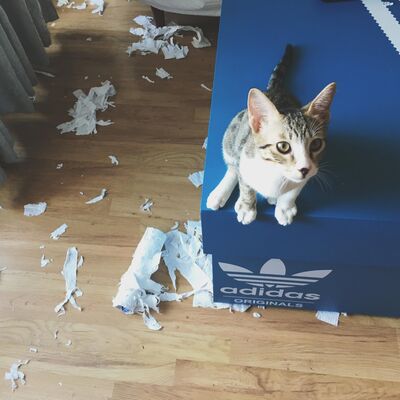 #2 - người lớn nuôi mèo