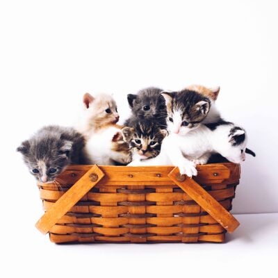 Les chats