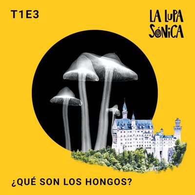 ¿Qué son los hongos?