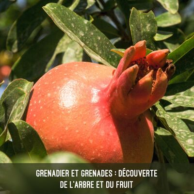Grenadier et grenades - découverte de l'arbre et du fruit