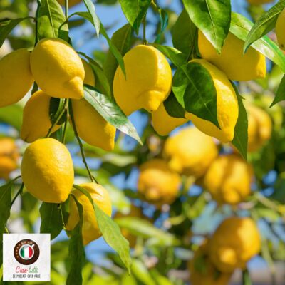 Een geheime plek aan de Amalfikust – het land waar de citroenen bloeien