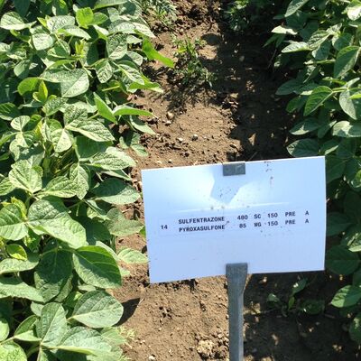 New Herbicides for 2016