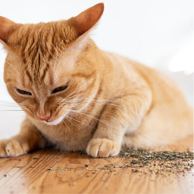 #197 - Catnip inversor 