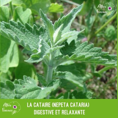 La cataire (Nepeta cataria) - digestive et relaxante