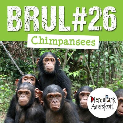 Zo leven chimpansees hoog in de bomen! | BRUL #26