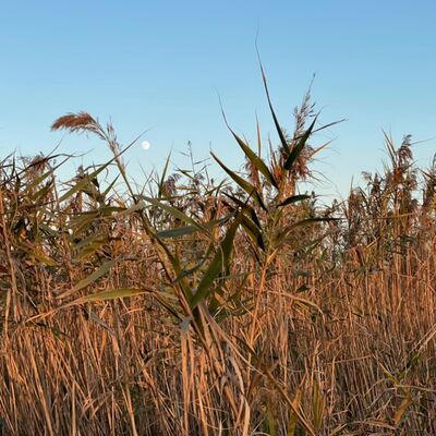 vol.23 自古逢秋悲寂寥，你也季节性抑郁吗？