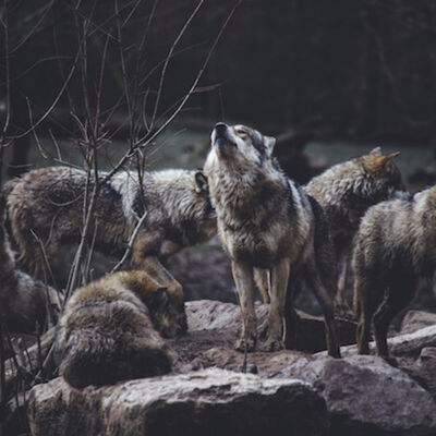 Les loups