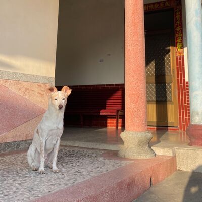Ep83《浪浪別哭》聊聊最近的事/如果找不到下一個台中店的新地點會⋯⋯⋯
