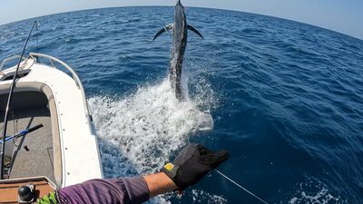 Tinny Podcast #789: Barra sausages! Optimising surface lures. The day the stickface turned on.