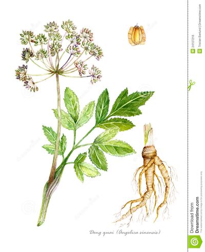 调气补血话当归