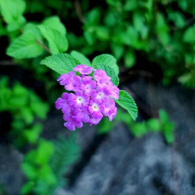 EP.32 中秋月圓之歌曲聯想