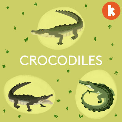 Crocodiles