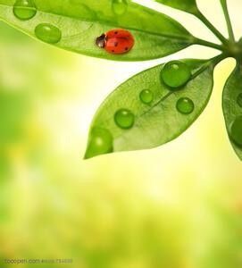 74.露珠妹妹的玻璃房（讲给小宝宝的100个故事）