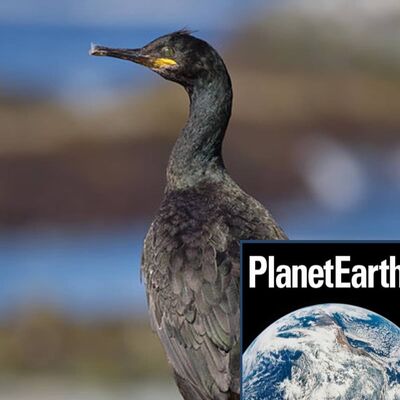 Treating snakebites, and European shags - Planet Earth Podcast - 11.11.08
