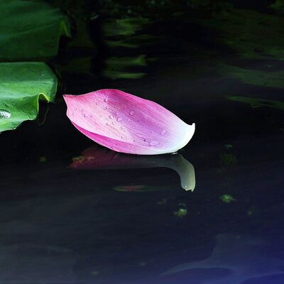 走出抑郁的关键：三大成功定律之【荷花定律】