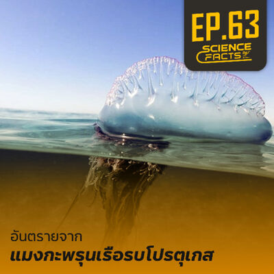 Science Facts EP.63 อันตรายจากแมงกะพรุนเรือรบโปรตุเกส