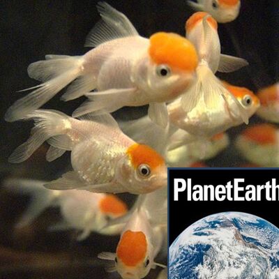 Unique plants in Bristol, contraceptives and fish - Planet Earth Podcast - 12.10.30