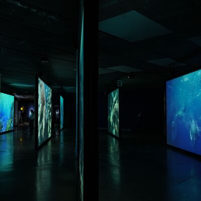 Planeta vivo - Ecos del océano - 19/02/2025