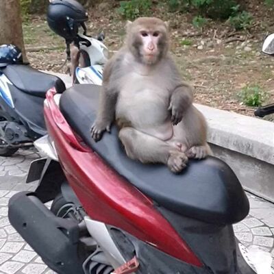 EP58-山道猴本票秋的故事 