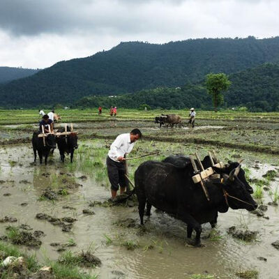 (पोखरा समाचार) Pokhara News: June 30, 2020 #covid19