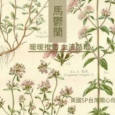 英國SP台灣 讓精油說故事 馬鬱蘭