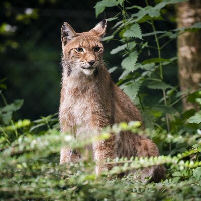 50 anni di lince
