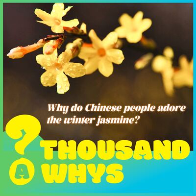 Why do Chinese people adore the winter jasmine?