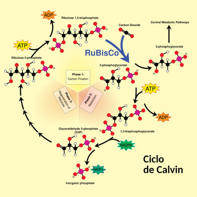 La Brújula de la Ciencia s14e18: Las tres piezas de la fotosíntesis, un vestigio de los primeros pasos de la vida