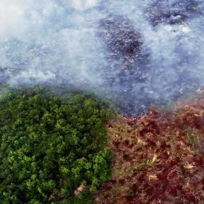 Climate Change, Deforestation, and Life Within the Amazon Rainforest