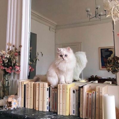 98 你会为朋友牵线吗