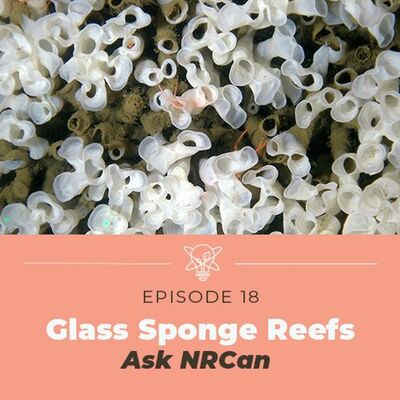 Discovering Glass Sponge Reefs (Ask NRCan)