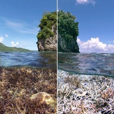 Why Climate Change is Wreaking Havoc on The World's Coral Reefs