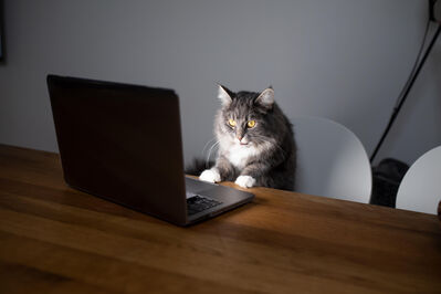 'Imperial Kitten' vs 'Fancy Bear': how are kooky hacker nicknames causing serious concerns for cybersecurity?