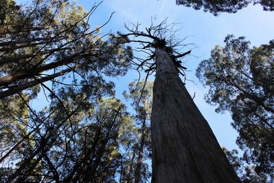Lyrebird songs in a Gippsland rainforest