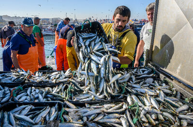 CSIC: El 60% de las sardinas y anchoas del Mediterráneo tienen microplásticos