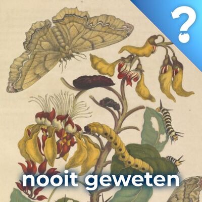 #113 Maria Sybilla Merian